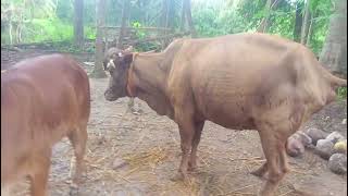 Kapila cow / കപില പശു