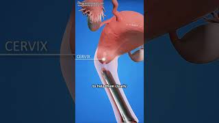Pap Smear Test Procedure (3D Animation)#papsmear #papsmeartest #smear