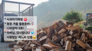 [평창시골육아vlog] 사과를 사러 갔더니 사과따기체험은 덤이네요😆 나무장작 2톤으로 시작하는 평창겨울나기준비!