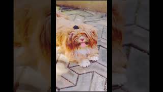 #ahorts ලස්සන බව් පැටියෙක් කාටද ඕනේ small dog 🐕 😯❤ subscribe share like ❤