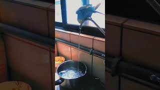 嘎嘎的幸福時光：虎皮鸚鵡的可愛洗澡秀🦜🚿 #寵物 #鳥類 #萌寵