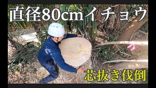 【伐採】高さ約20mのイチョウ