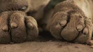 Faces of Africa : The Hyena Men