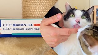 【軽い歯肉炎】猫用歯磨きペーストで口腔ケア