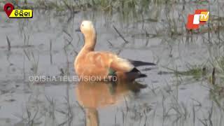 Millions Of Birds Flock Chilika Every Year | Watch The Grandeur \u0026 Spectacle Of The Wetland