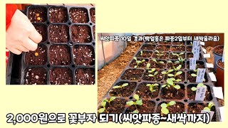 2,000원으로 꽃부자 되는 방법(파종에서 새싹이 올라오기 까지)