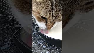 城ヶ島漁港のねこさん達〜可愛い白キジ猫のブーツちゃんミルクタイム(=^・^=)