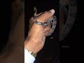 we found a snake while crossing the road common kukri snake shorts