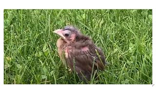 Cardinal Fledgling Surviving Against All Odds