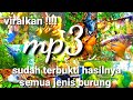 TERBUKTI‼️ SUARA PIKAT MP3 AMPUH/SEMUA JENIS BURUNG TERHIPNOTIS DENGAR SUARA INI