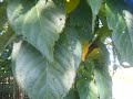 sap trees prunus serrula kanzan 8 10cm girth