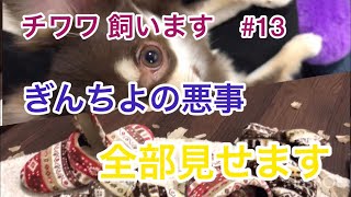 チワワ 飼います#13　これまでのぎんちよの悪事公開