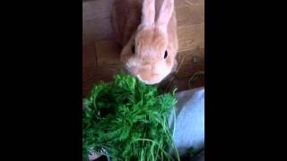 人参葉を食べるうさぎ  a rabbit eating carrot