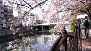 Walk under the cherry blossoms along the Ooka River, Yokohama