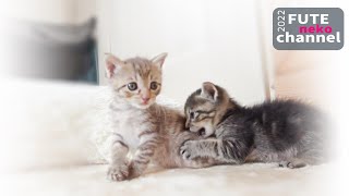 人の周りをグルグル回ってミルクの順番待ちをする子猫【保護子猫】