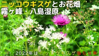 花盛り🌺ニッコウキスゲの霧ヶ峰を八島湿原から周回登山 ニッコウキスゲ当り年!!