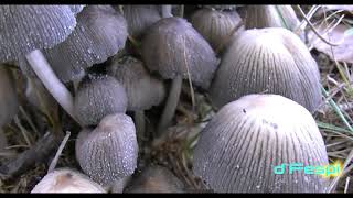 COPRINELLUS MICACEUS--(Coprinus micaceus)-- 19yT-- Hongos Basidiomicetos-