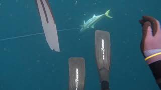 Spearfishing, Ocean Alive, Yellowtail Kingfish. #spearfishing #NewZealand #fishinglife