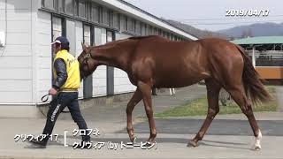 04/18　グラニュエル（父クロフネ　母クリヴィア）歩き