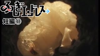 【小3・ふしぎエンドレス】秋のカブトムシの活動