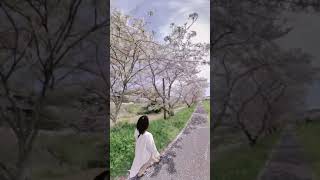 繁根木川の桜並木（熊本県玉名市石貫）#shorts