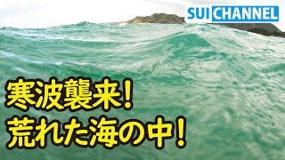 寒波で荒れる海中！いつもと違う魚達の様子が面白い！