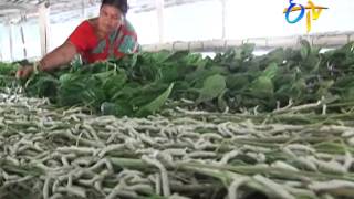 Successful lady farmer earing good profits from sericulture