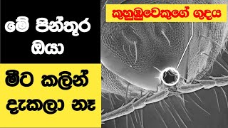 ඉලේක්ට්‍රෝන අන්වීක්ශයකින් පොඩි සත්තු ලොකු කරලා බලමුද?