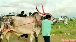 terabandi Karnataka kesari 🚩 chincha and ingalagi Raja 🚩