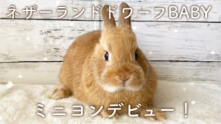 【子うさぎ】ネザーランドドワーフの子うさぎがミニヨンデビューしました✨