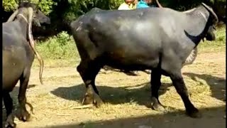 Gavali Galli Udgir पंढरपुरी म्हशी buffalo