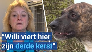 Dierenasiel overvol met de kerstdagen