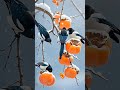 beautiful birds in winter nature shorts short shortvideo birds beautiful