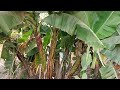 The World should know this technique  | propagate Multiple Banana Trees😍 | bindusara agro