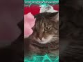 Funny animals  Hello, my cat #funny #funnyvideo #funnyanimals