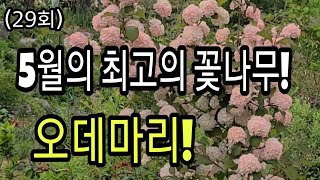 개화기간 길고 노지 월동 잘하고 꽃이 예쁜 정원수 오데마리 꼭 심으세요#아름다운 정원 만들기#전원주택 정원꾸미기#정원관리