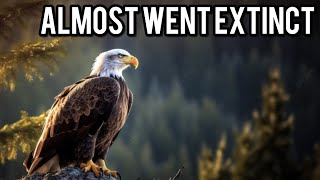 The Amazing Comeback Of The Bald Eagle