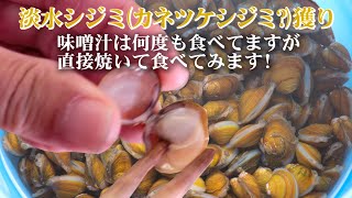 淡水シジミを獲って食べる😊(カネツケシジミ?)他色んな生物捕獲して水槽へ放つ!