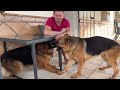 talking german shepherd doesn t want owner to leave