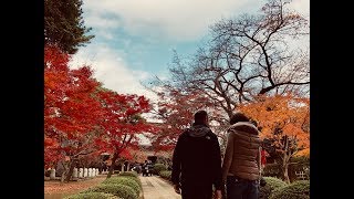 豪徳寺の紅葉 / Gotokuji autumn leaves【日本の美しい景色】