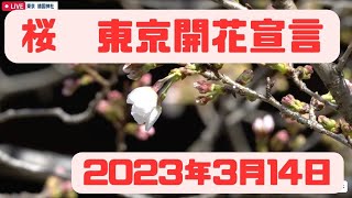 2023年3月14日火曜日＜開花宣言！＞東京の標本木＠靖国神社