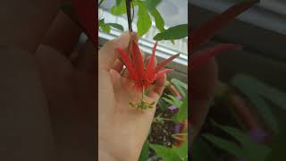 passiflora cocuyensis flowering and fruiting 30.9.2023