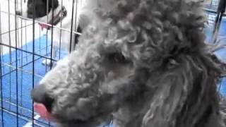 AZ Poodle Rescue December 16, 2011