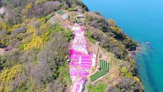 ③天空の花畑（香川県三豊市志々島）を訪ねて・・・