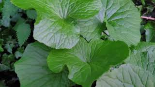 Flowering Swiss Wasabi (Eutrema japonicum) スイス 山葵