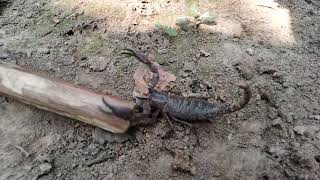 भारतीय जंगली बिच्छू। Very dangerous scorpions in jungle |