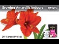 Amaryllis Growing: How to Grow Amazing Amaryllis Indoors with Black Gold®