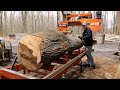 Giant American SweetGum on the Sawmill.