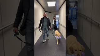 Traveling with a service dog.