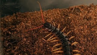 5 Vietnamese Centipede Facts \u0026 Care Tips | Pet Tarantulas